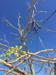 Golden Rain Tree pods and new blooms